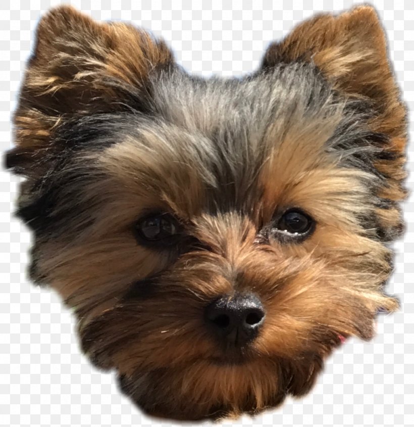 Yorkshire Terrier Norwich Terrier Australian Terrier Australian Silky Terrier Norfolk Terrier, PNG, 1018x1050px, Yorkshire Terrier, Australian Silky Terrier, Australian Terrier, Biewer Terrier, Breed Download Free