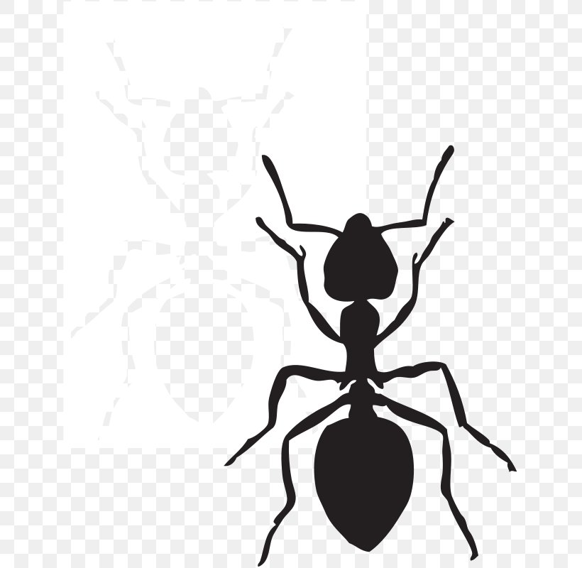 Ant Free Content Website Clip Art, PNG, 641x800px, Ant, Arthropod, Artwork, Black And White, Black Garden Ant Download Free