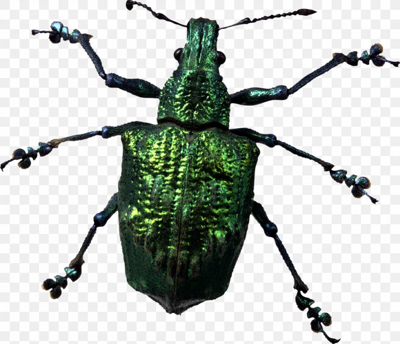 Beetle Look At Insects Clip Art, PNG, 1000x861px, Beetle, Arthropod, Clipping Path, Insect, Invertebrate Download Free
