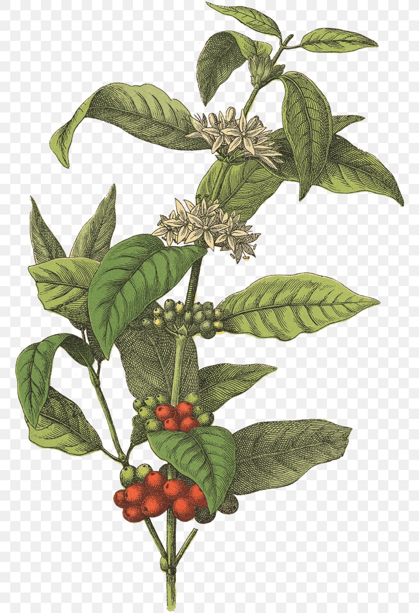 Coffee Bean Cafe Botanical Illustration Arabica Coffee, PNG, 765x1200px, Coffee, Arabica Coffee, Basil, Botanical Illustration, Botany Download Free