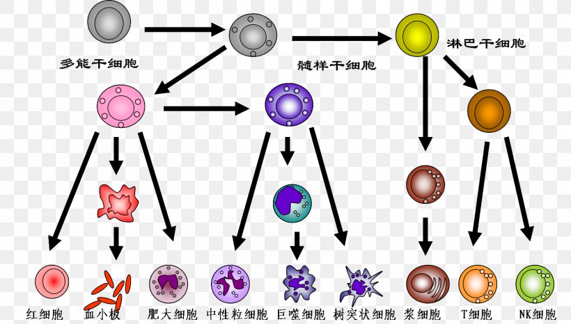 DNA Paternity Testing 2008 Sichuan Earthquake Genetic Testing Child, PNG, 1500x854px, Dna Paternity Testing, Antigen, Area, Body Jewelry, Cell Download Free