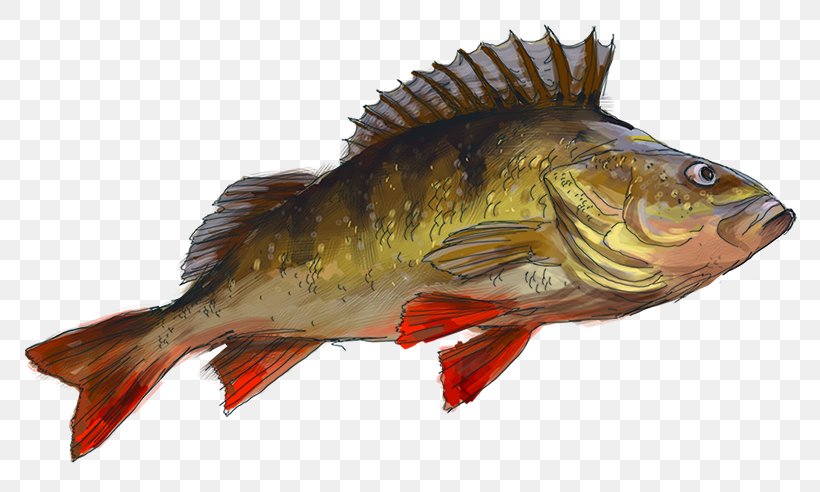 Perch Cod Salmon 09777 Fish Products, PNG, 800x492px, Perch, Bass, Bony Fish, Cod, Fauna Download Free