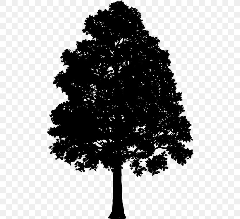 Tree Clip Art, PNG, 502x750px, Tree, Black And White, Branch, Conifer, Drawing Download Free