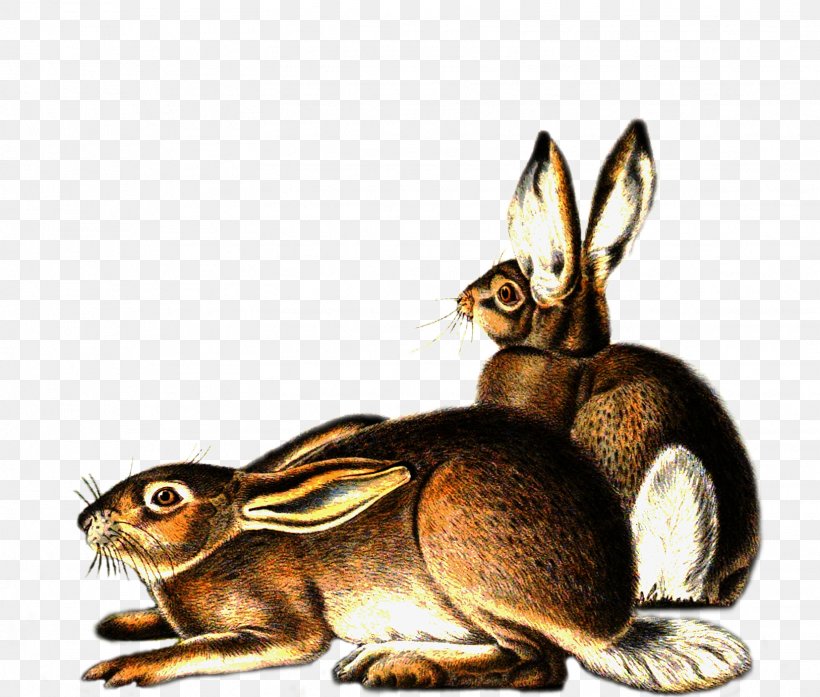 Hare Domestic Rabbit Mammal Animal, PNG, 1626x1384px, Hare, Animal, Deviantart, Domestic Rabbit, Fauna Download Free