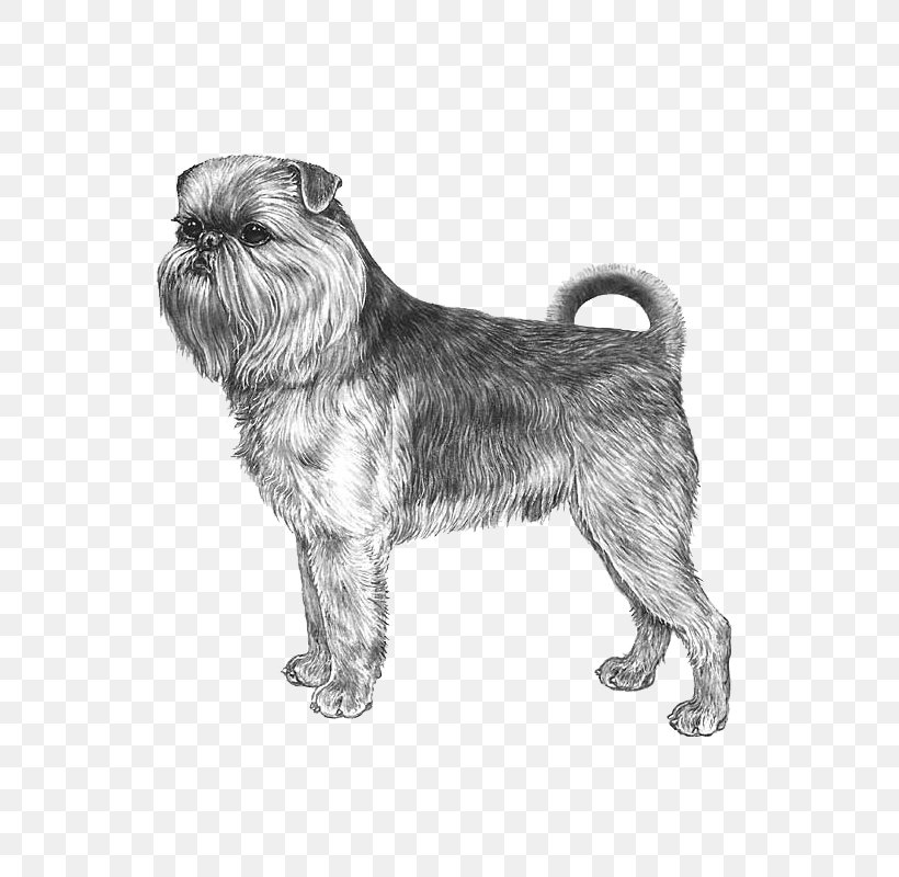 Miniature Schnauzer Affenpinscher Glen Griffon Bruxellois Cairn Terrier, PNG, 800x800px, Miniature Schnauzer, Affenpinscher, Border Terrier, Breed, Cairn Terrier Download Free