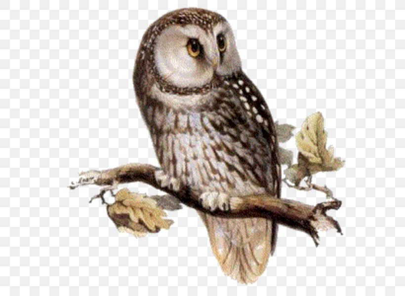 Owl Bird Clip Art, PNG, 600x600px, Owl, Barn Owl, Barred Owl, Beak, Bird Download Free