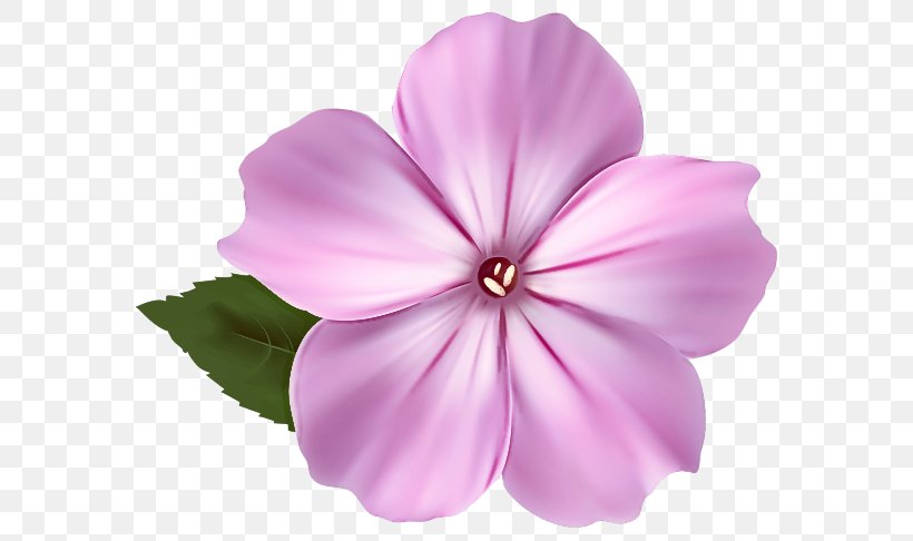 Petal Pink Flower Plant Violet, PNG, 600x486px, Petal, Flower, Impatiens, Magenta, Morning Glory Download Free