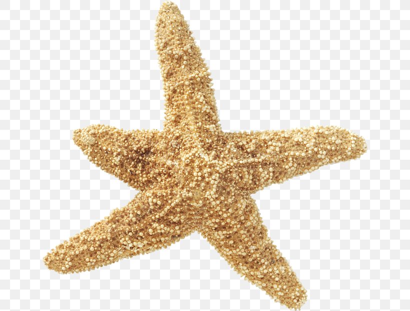 Starfish Sea Echinoderm Invertebrate, PNG, 650x623px, Starfish, Digital Image, Echinoderm, Information, Invertebrate Download Free