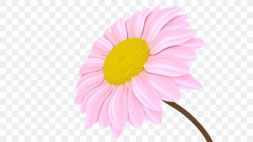 Transvaal Daisy Chrysanthemum Close-up Petal Pink M, PNG, 1920x1080px, Transvaal Daisy, Chrysanthemum, Chrysanths, Close Up, Closeup Download Free
