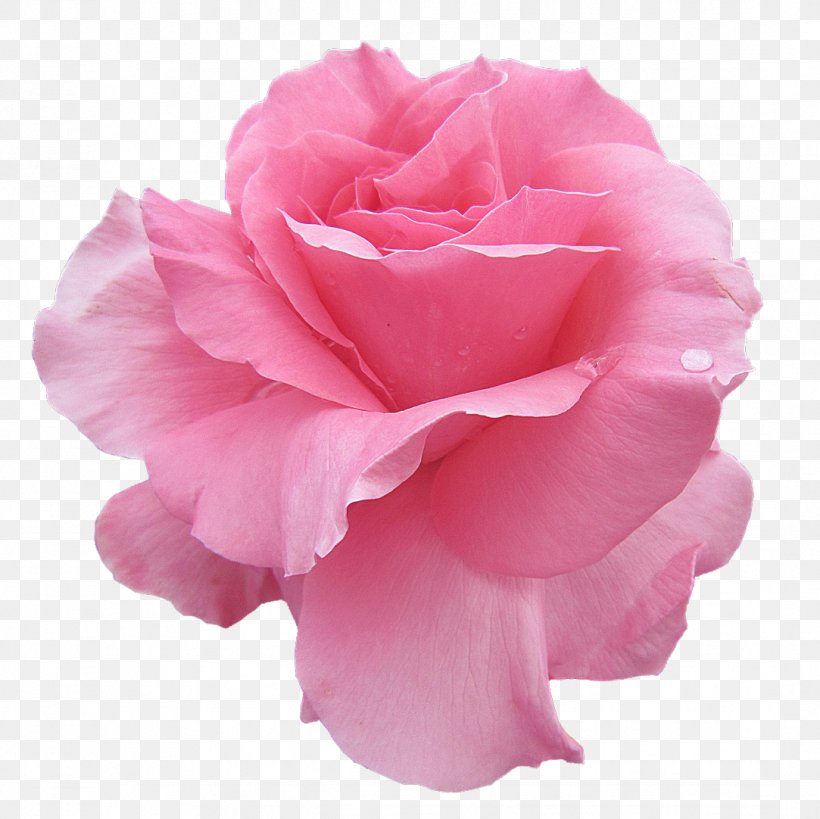Garden Roses Rosengarten, Bad Kissingen Rose Garden Photography, PNG, 1083x1082px, Garden Roses, Bad Ems, Bad Kissingen, Cabbage Rose, China Rose Download Free