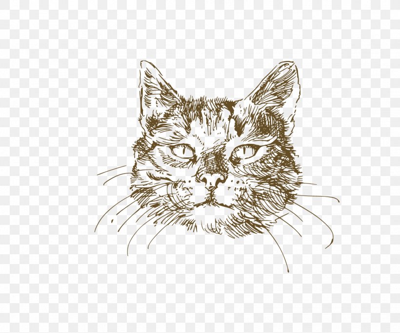 Maine Coon British Shorthair Kitten Drawing Png 1525x1267px