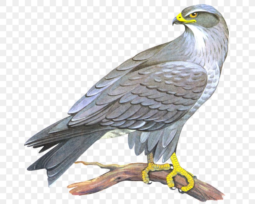 Clip Art Transparency Image, PNG, 770x655px, Falcon, Accipitriformes, Bald Eagle, Beak, Bird Download Free