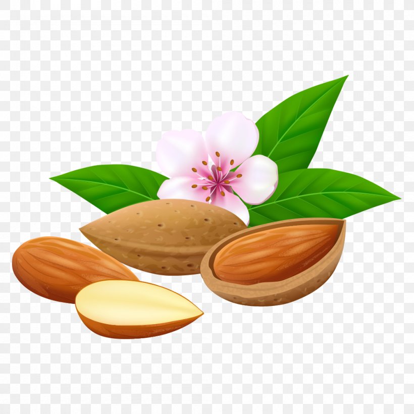 Almond Stock Illustration Euclidean Vector Illustration, PNG, 1000x1000px, Almond, Drawing, Flavor, Food, Hazelnut Download Free