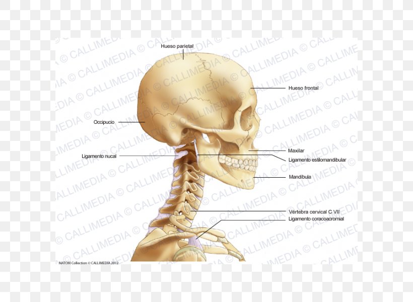 Bone Head And Neck Anatomy Head And Neck Anatomy Head And Neck Anatomy, PNG, 600x600px, Watercolor, Cartoon, Flower, Frame, Heart Download Free