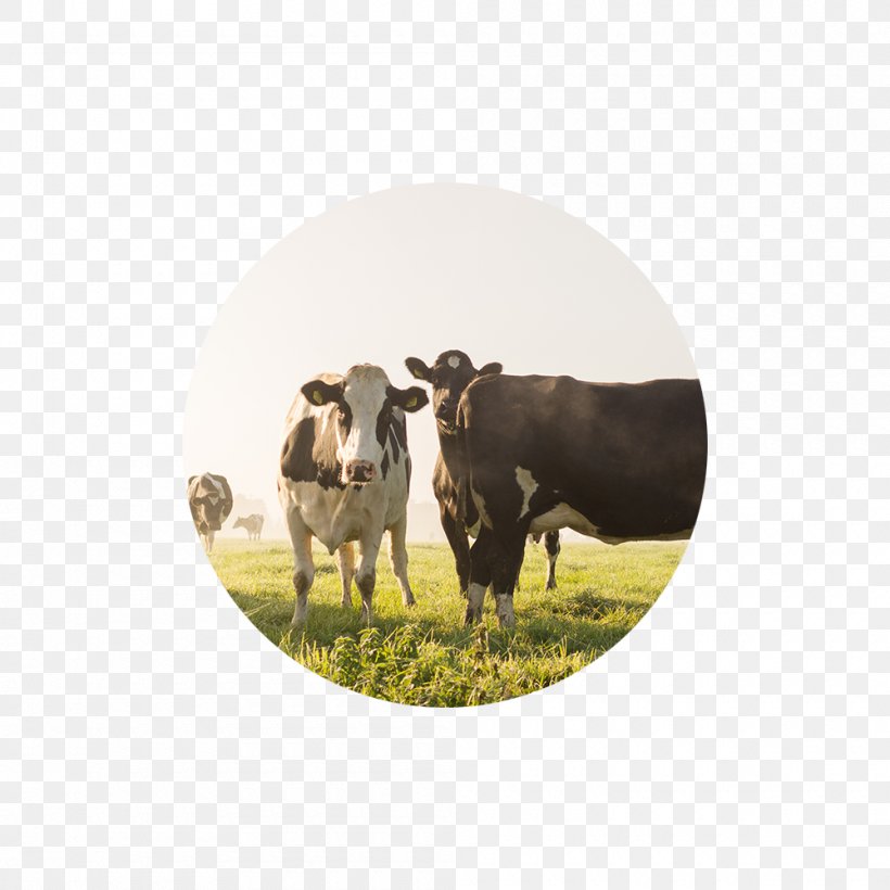 Cattle Agriculture Dairy Farming Business, PNG, 1000x1000px, Cattle, Agriculture, Business, Cattle Like Mammal, Cow Goat Family Download Free