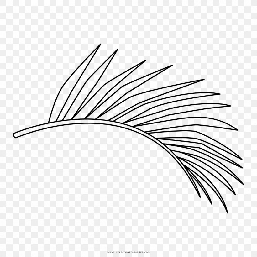 Drawing Line Art Black And White Leaf Coloring Book, PNG, 1000x1000px, Drawing, Arecaceae, Black And White, Branch, Coconut Download Free