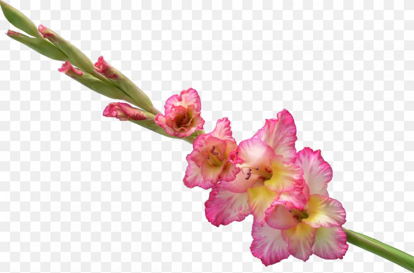 Gladiolus Flower Bouquet Clip Art, PNG, 1200x794px, Gladiolus, Blossom, Branch, Bud, Cut Flowers Download Free