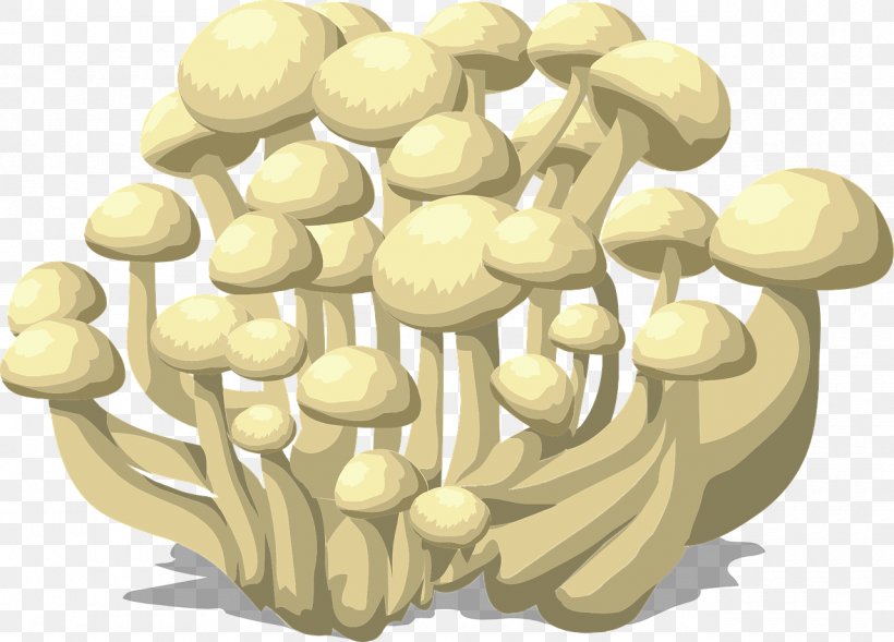 Protists And Fungi Snow Fungus Lingzhi Mushroom, PNG, 1280x920px, Protists And Fungi, Commodity, Eating, Edible Mushroom, Fungus Download Free