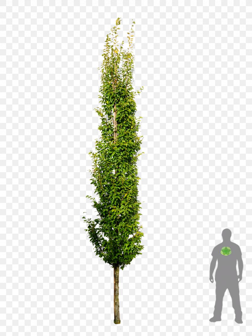 Spruce European Hornbeam Tree Fir Larch, PNG, 900x1200px, Spruce, Branch, Conifer, Cupressus, European Hornbeam Download Free