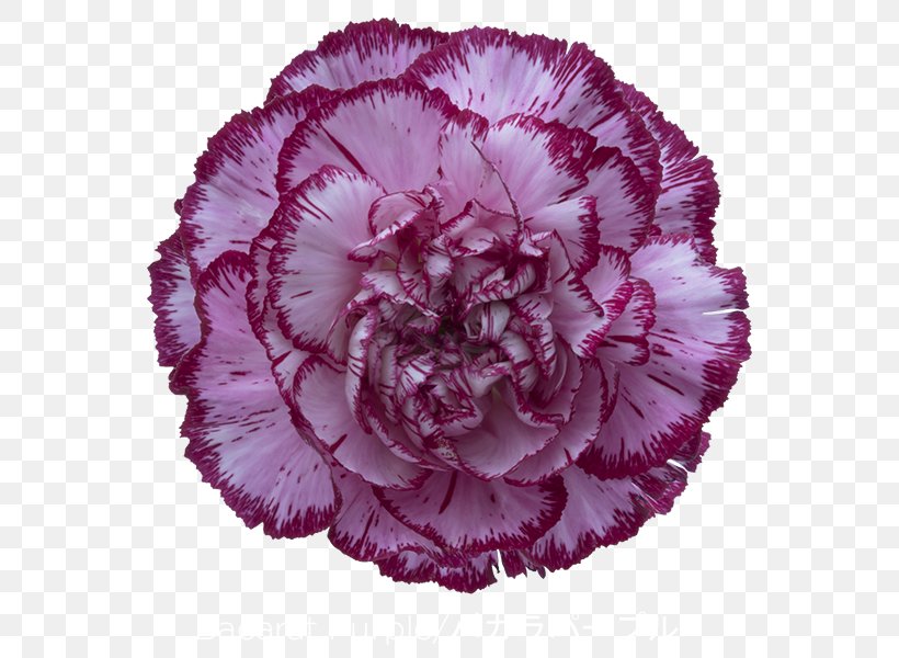 Carnation Purple Violet Glass, PNG, 600x600px, Carnation, Blue, Cut Flowers, Flower, Flowering Plant Download Free