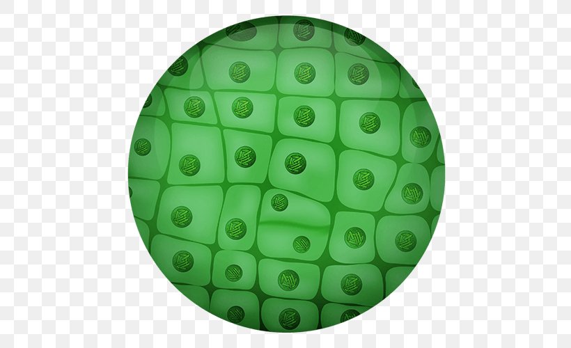 Cell Division Plant Cell Mitosis Chromosome, PNG, 500x500px, Cell Division, Cell, Cell Nucleus, Chromosome, Cytokinesis Download Free