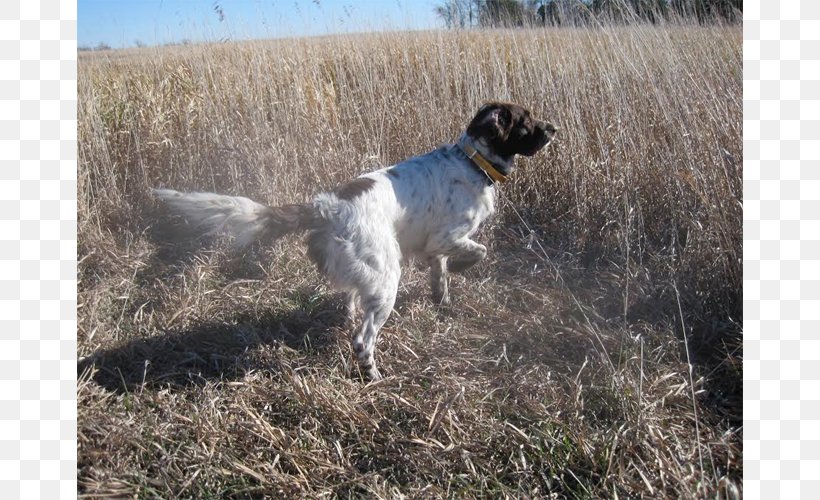 Drentse Patrijshond English Setter German Longhaired Pointer Stabyhoun, PNG, 750x500px, Drentse Patrijshond, Breed, Dog, Dog Breed, Dog Breed Group Download Free