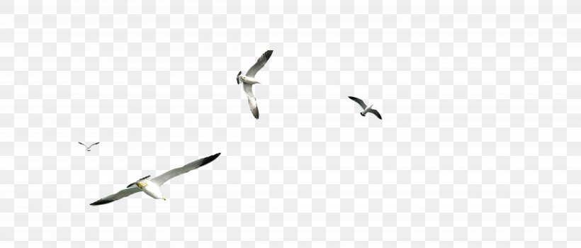 Flight Gulls Airplane, PNG, 5000x2140px, Flight, Airplane, Animal Migration, Beak, Bird Download Free