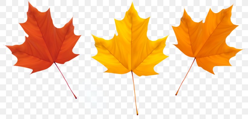 Maple Leaf Autumn Leaves, PNG, 800x395px, Leaf, Autumn, Autumn Leaf Color, Autumn Leaves, Deciduous Download Free