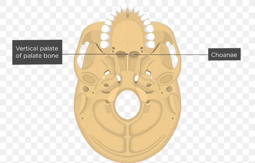 Vomer Nasal Concha Nasal Bone Skull, PNG, 770x525px, Vomer, Anatomy, Appendicular Skeleton, Bone, Brass Download Free