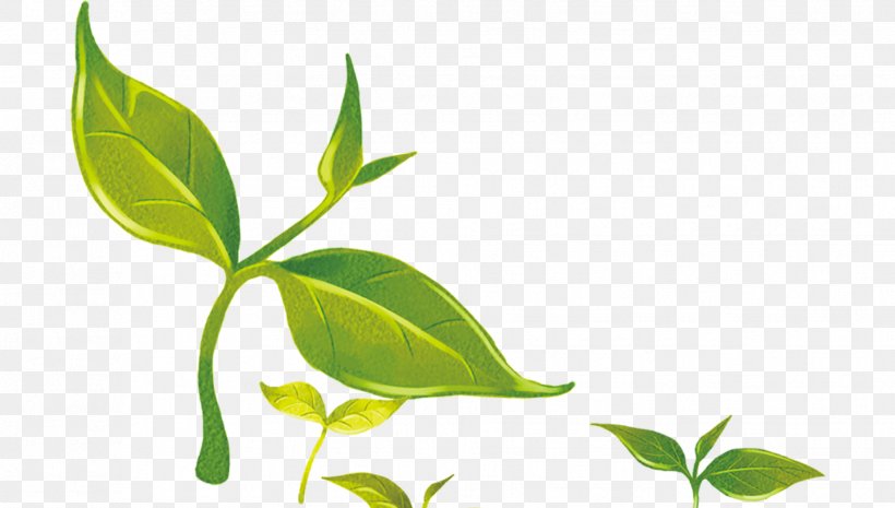 Euclidean Vector, PNG, 1858x1055px, Material, Branch, Green, Leaf, Organism Download Free
