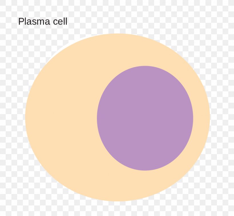Plasma Cell Blood Plasma Information, PNG, 1108x1024px, Plasma Cell, Blood Plasma, Brand, Diagram, Information Download Free