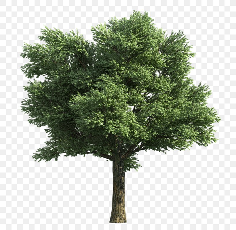 Rendering Tree Norway Maple, PNG, 800x800px, 3d Computer Graphics, Rendering, Branch, Evergreen, Maple Download Free
