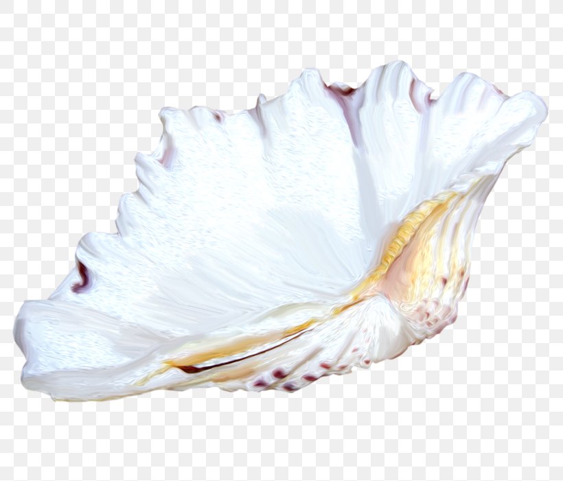 Seashell Icon, PNG, 800x701px, Seashell, Conch, Goods, Gratis, Material Download Free
