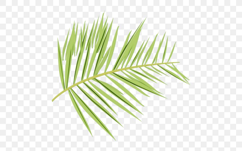 Yellow Fir Leaf Tree White Pine Plant, PNG, 512x512px, Watercolor, Leaf, Oregon Pine, Paint, Plant Download Free