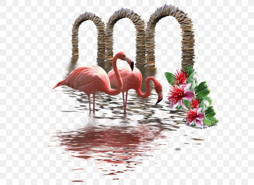 Beak, PNG, 600x600px, Beak, Bird, Flamingo, Love, Water Bird Download Free