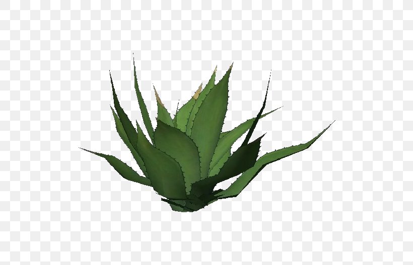 Centuryplant Agave Azul Aloe Vera Embryophyta Agave Nectar, PNG, 750x527px, Centuryplant, Agave, Agave Azul, Agave Nectar, Aloe Download Free