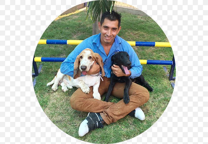 Hotel Canino Reyes Dog Breed Obedience Training Companion Dog, PNG, 567x567px, Hotel Canino Reyes, Breed, Child, Colima, Companion Dog Download Free
