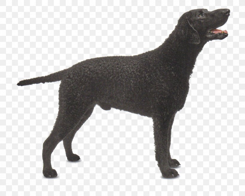 Labrador Retriever Flat-Coated Retriever Curly-Coated Retriever English Cocker Spaniel Dog Breed, PNG, 1000x800px, Labrador Retriever, American Cocker Spaniel, Breed, Carnivoran, Chesapeake Bay Retriever Download Free