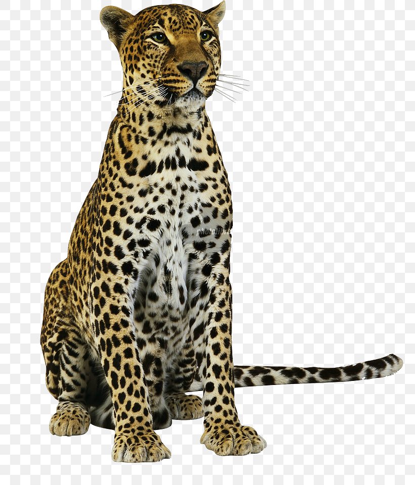 Jaguar Amur Leopard Cheetah Lion, PNG, 775x960px, Jaguar, Amur Leopard, Animal, Big Cats, Carnivoran Download Free