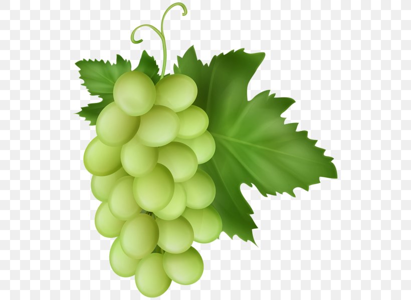 Sultana Grape Seedless Fruit Clip Art, PNG, 537x600px, Sultana, Flower, Flowering Plant, Food, Fruit Download Free