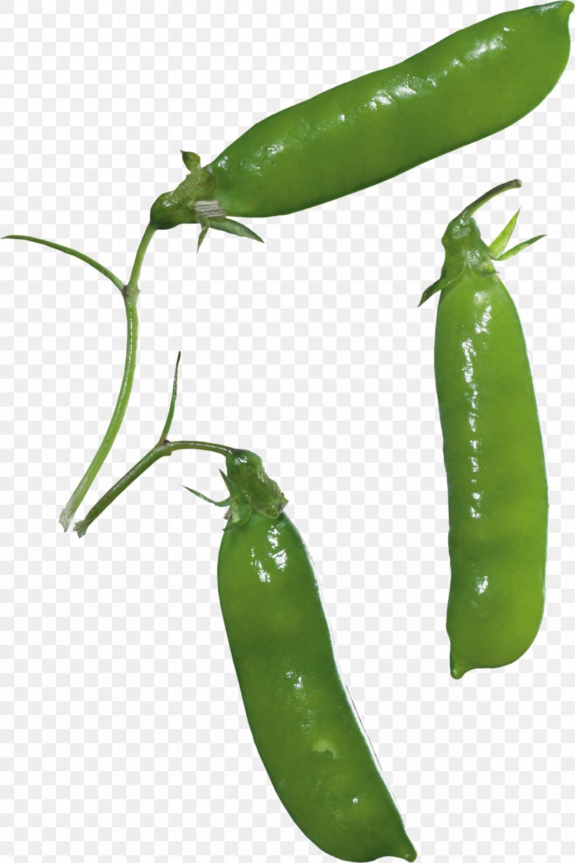 Clip Art, PNG, 2360x3543px, Pea, Bell Peppers And Chili Peppers, Cayenne Pepper, Chili Pepper, Computer Graphics Download Free