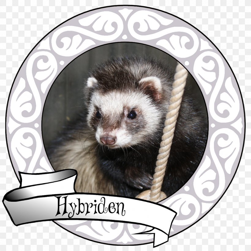 Ferret Al-Qa'im Mink Whiskers Fur, PNG, 1050x1050px, Ferret, Carnivoran, European Polecat, Fauna, Fur Download Free