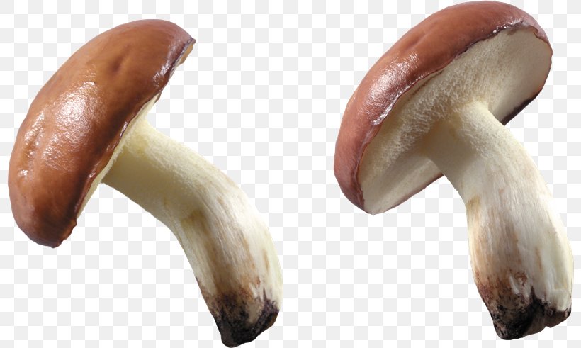 Mushroom Poisoning Clip Art Edible Mushroom, PNG, 800x491px, Mushroom, Common Mushroom, Display Resolution, Edible Mushroom, Fungus Download Free