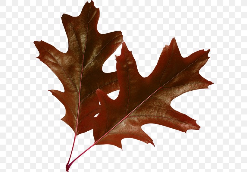 Raster Graphics Leaf Autumn Leaves Clip Art, PNG, 600x571px, Raster Graphics, Autumn Leaves, Broadleaved Tree, Computer Graphics, Image Editing Download Free