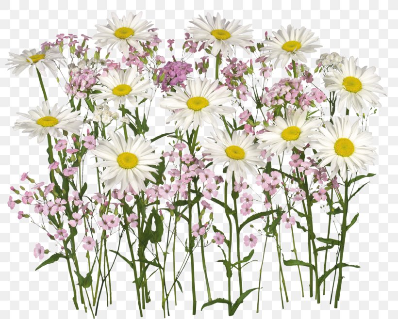 Cut Flowers Chamomile Clip Art, PNG, 800x658px, Flower, Annual Plant, Aster, Chamaemelum Nobile, Chamomile Download Free
