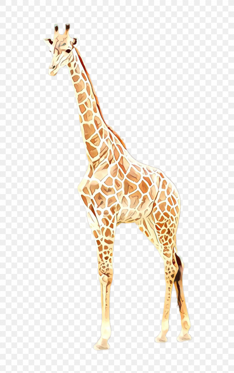 Giraffe Giraffidae Wildlife Animal Figure Neck, PNG, 1583x2524px, Giraffe, Animal Figure, Fawn, Giraffidae, Neck Download Free