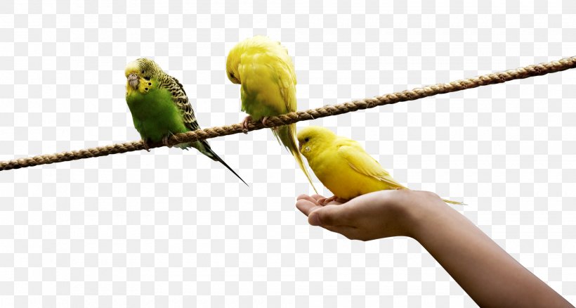 Lovebird Rope Yellow, PNG, 1980x1060px, Bird, Beak, Bird Supply, Common Pet Parakeet, Designer Download Free