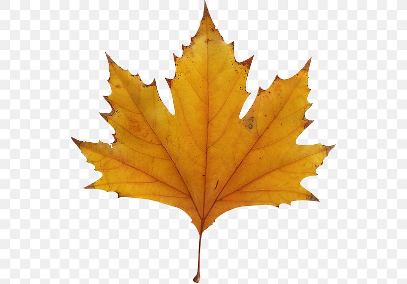 Maple Leaf Autumn Leaf Color Clip Art, PNG, 535x571px, Maple Leaf, Autumn, Autumn Leaf Color, Color, Drawing Download Free