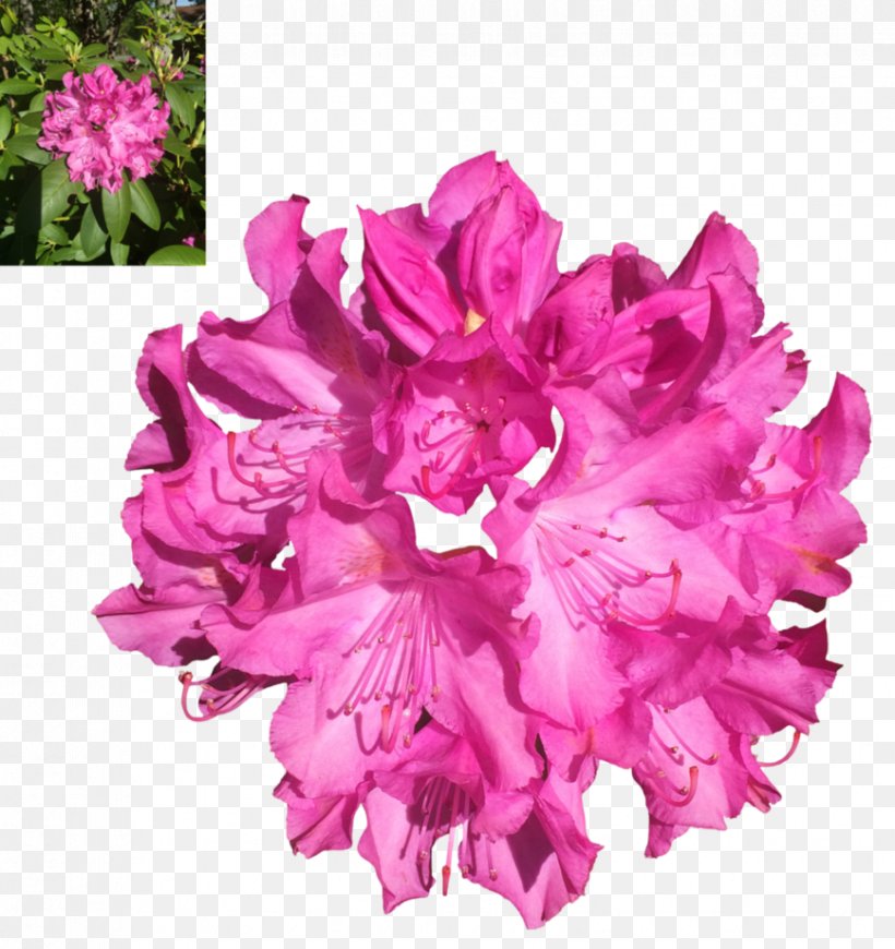Azalea Rhododendron Clip Art Image, PNG, 868x921px, Azalea, Art, Cut Flowers, Deviantart, Flower Download Free