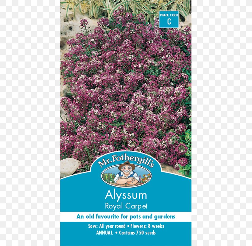 Shrub Flower Lavender Seed Garden, PNG, 800x800px, Shrub, Bunnings Warehouse, English, Flora, Flower Download Free